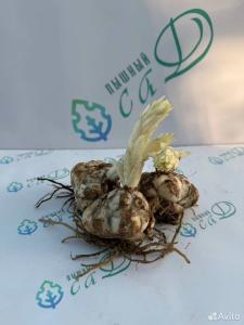 Лилия "ЧАЙКОВСКИЙ" 3 штуки (размер 18/20)